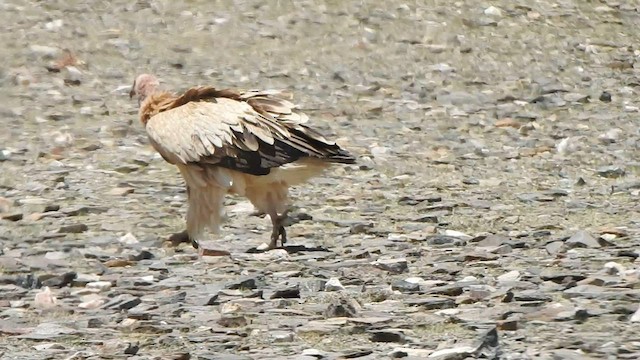 Himalayan Griffon - ML584908961