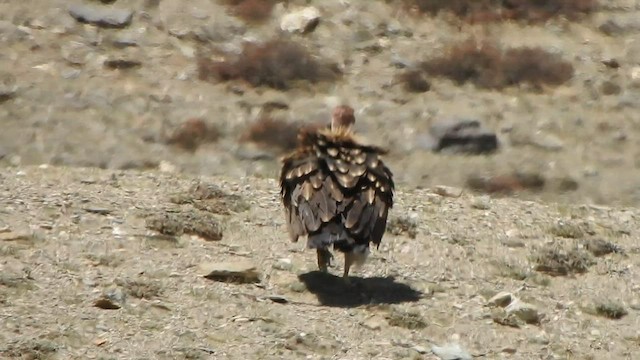 Himalayan Griffon - ML584909011