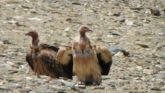 Vautour de l'Himalaya - ML584909021