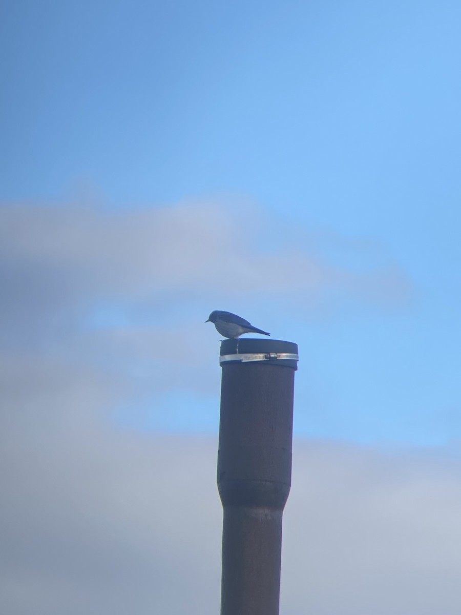 Mountain Bluebird - Aaron Yappert