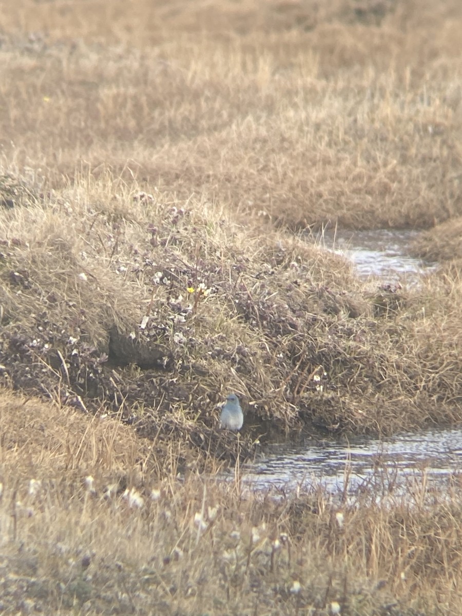 Mountain Bluebird - Aaron Yappert