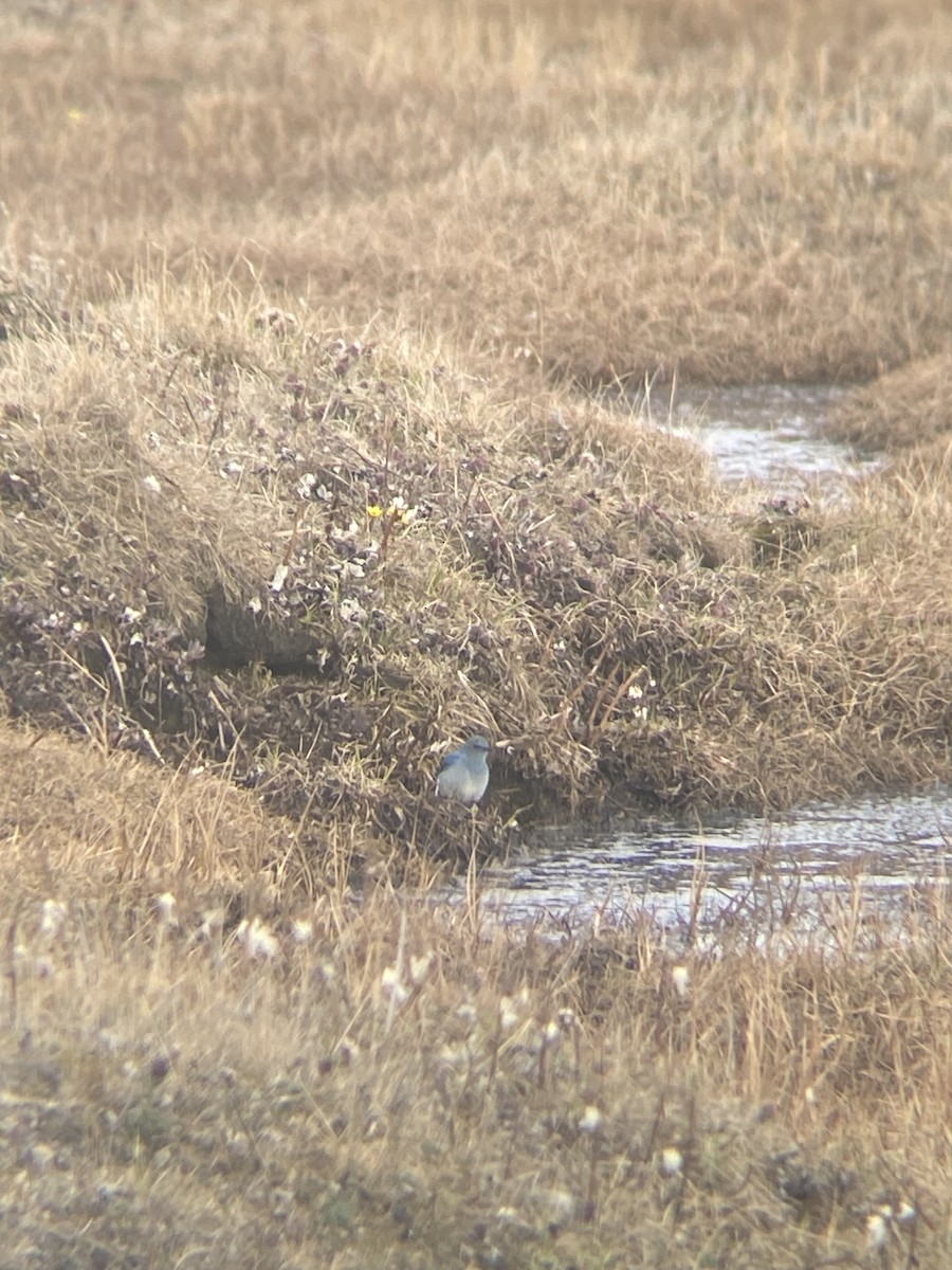 Mountain Bluebird - Aaron Yappert