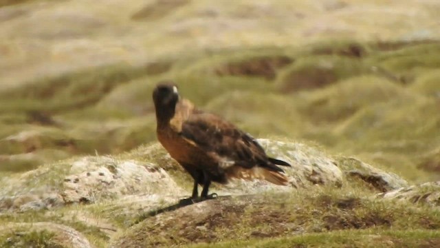 Upland Buzzard - ML584909481