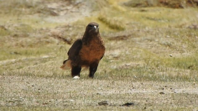 Upland Buzzard - ML584909491