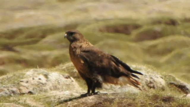 Upland Buzzard - ML584909501