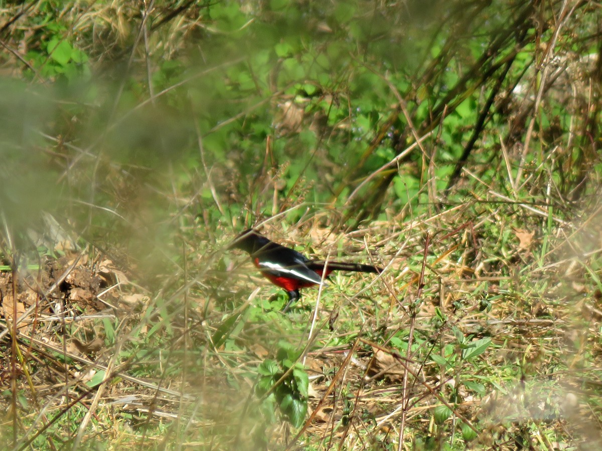 Crimson-breasted Gonolek - ML584909781