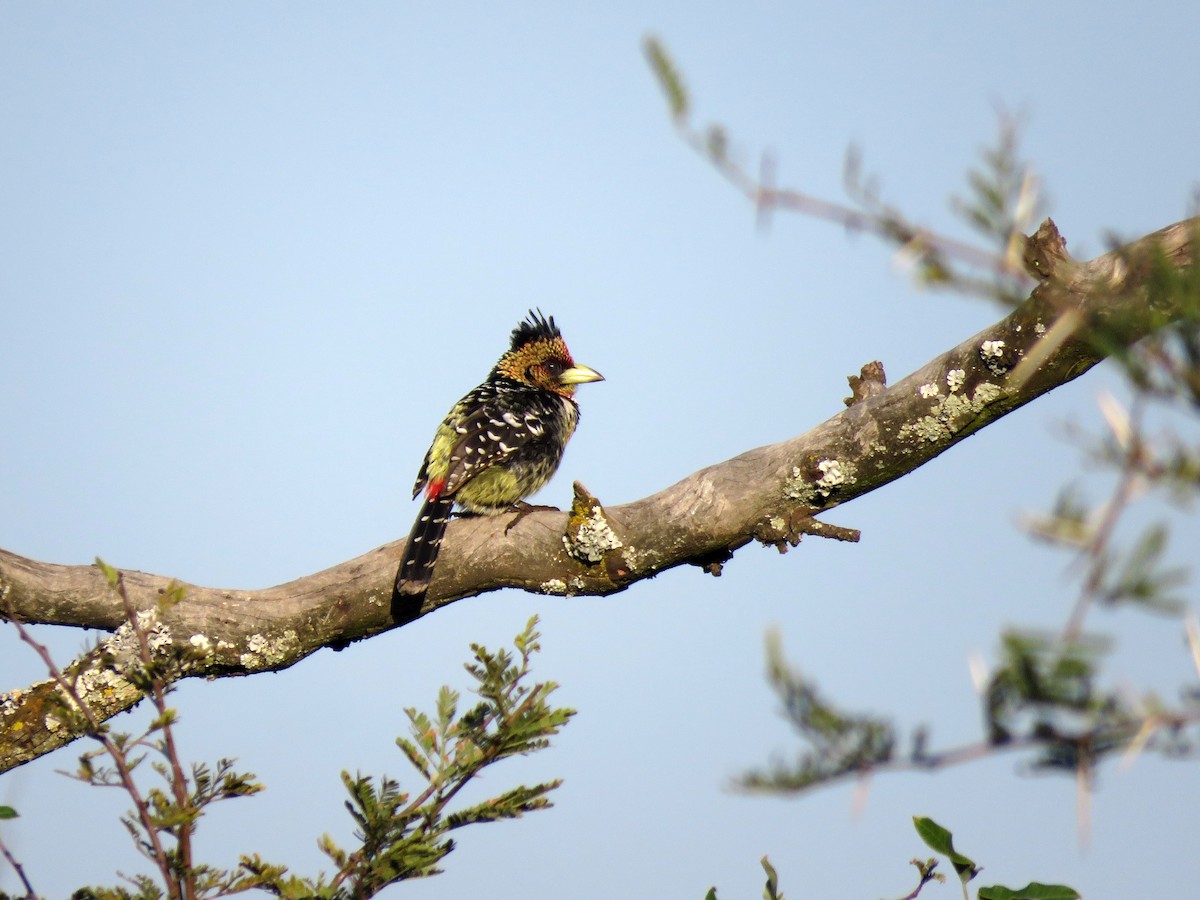 Crested Barbet - ML584909871