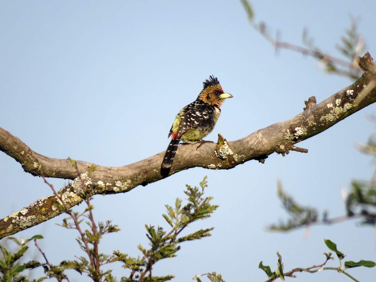 Crested Barbet - ML584909881