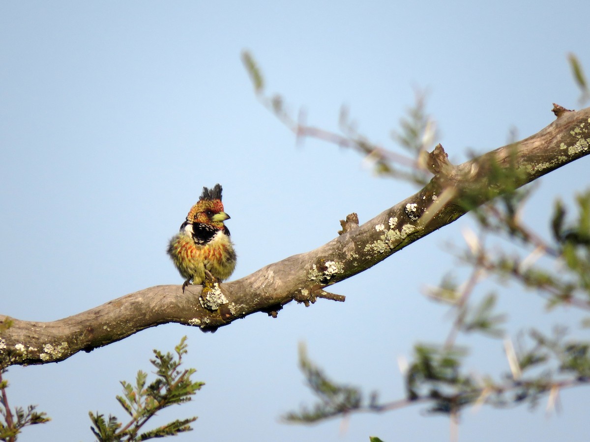 Crested Barbet - Michael  Livingston