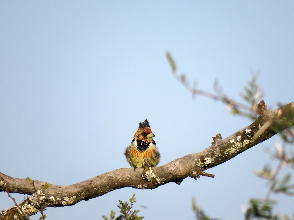 Crested Barbet - ML584909901