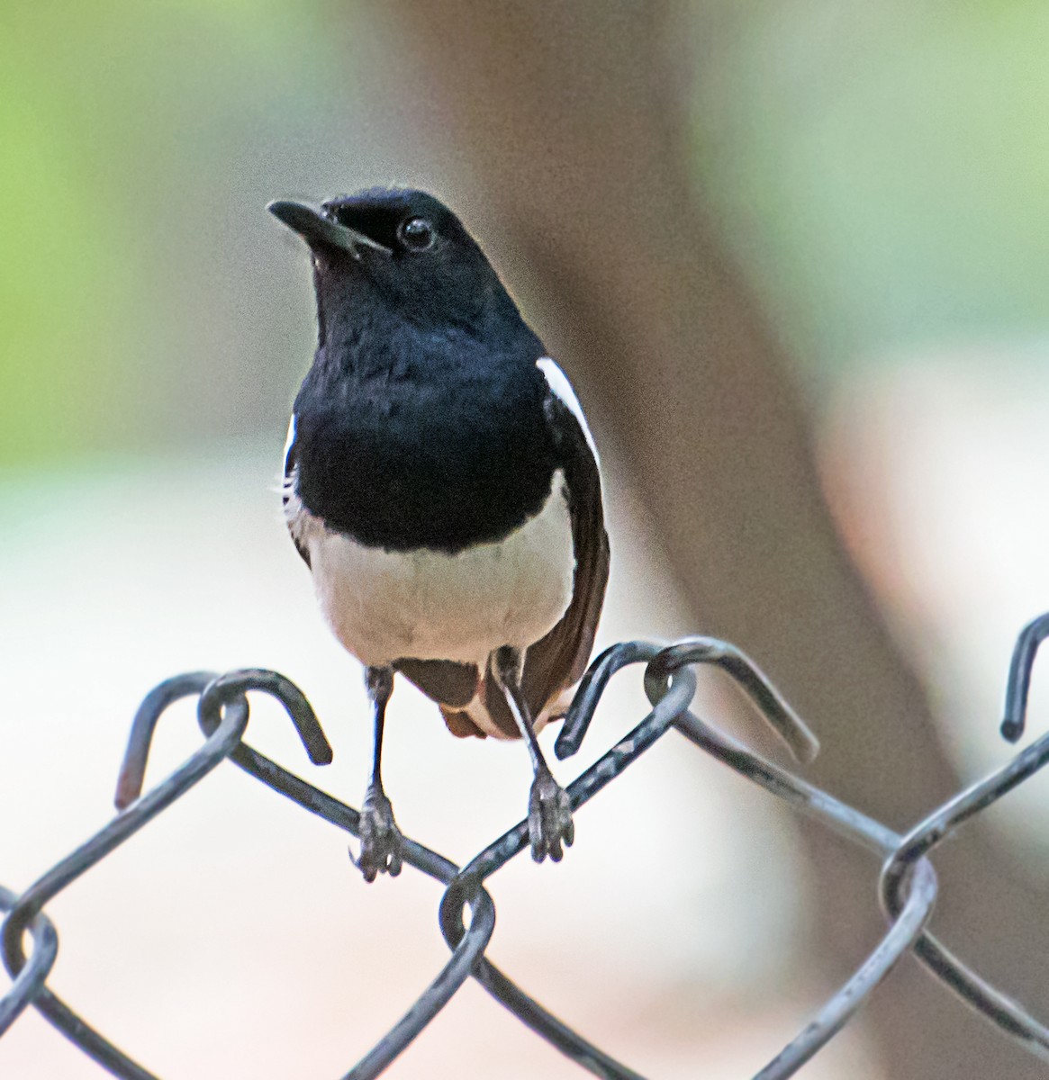 Oriental Magpie-Robin - ML584910141
