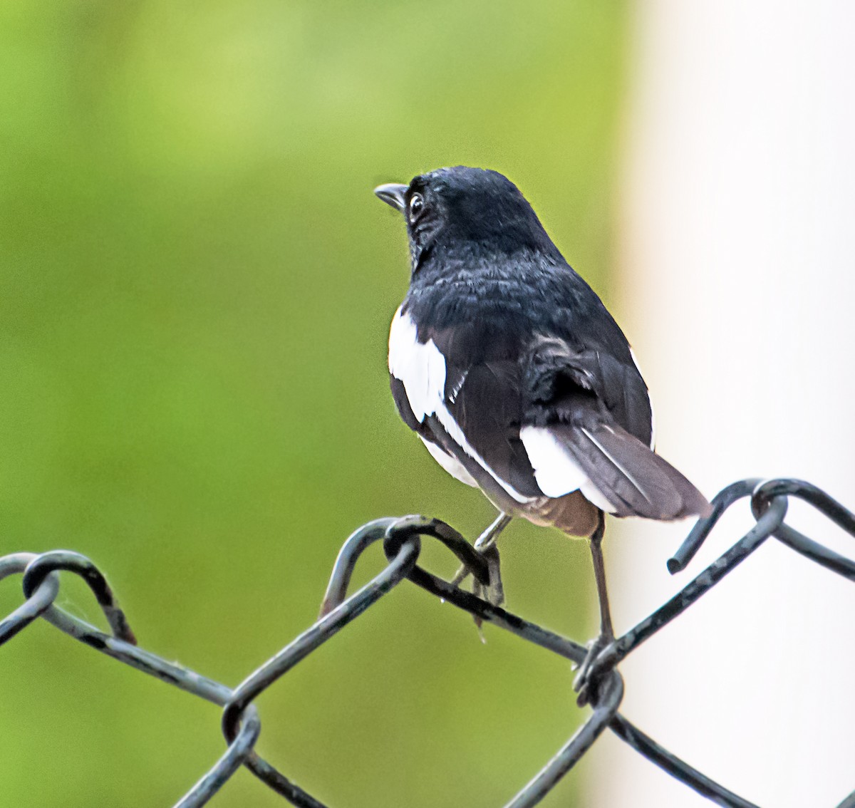 Oriental Magpie-Robin - ML584910151
