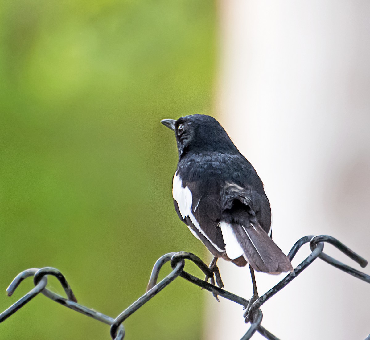 Oriental Magpie-Robin - ML584910161
