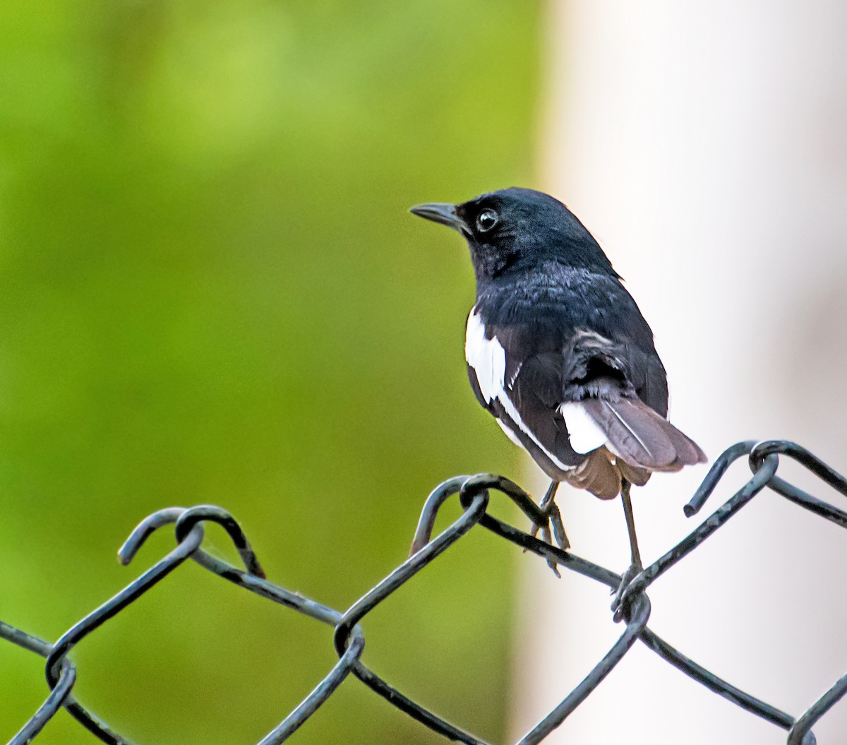 Oriental Magpie-Robin - ML584910181