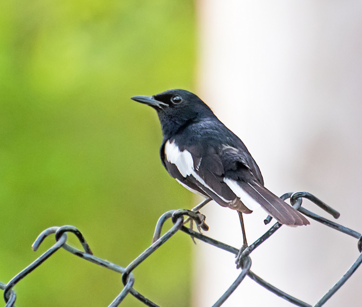 Oriental Magpie-Robin - ML584910191