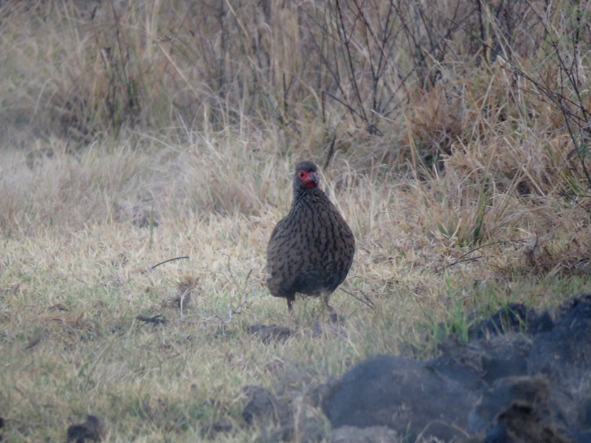 Swainson's Spurfowl - ML584910501