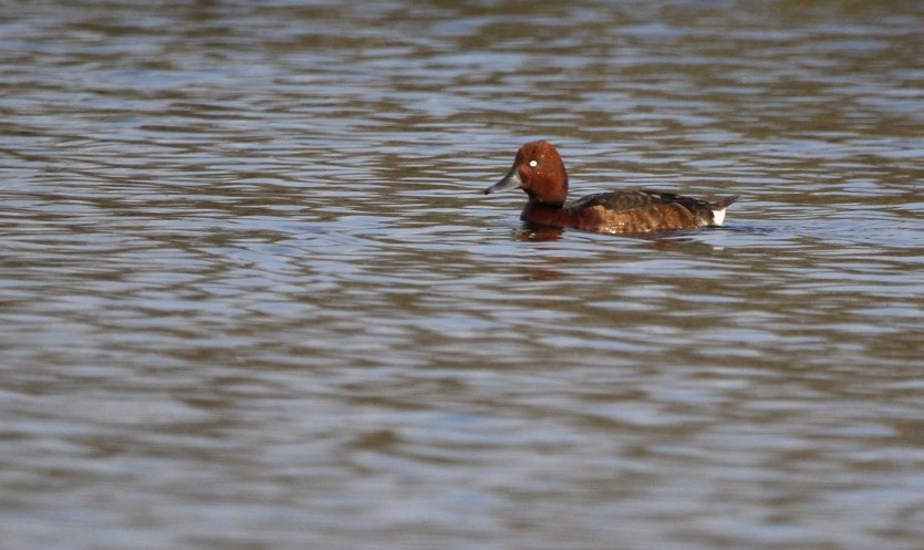 Ferruginous Duck - ML584912271