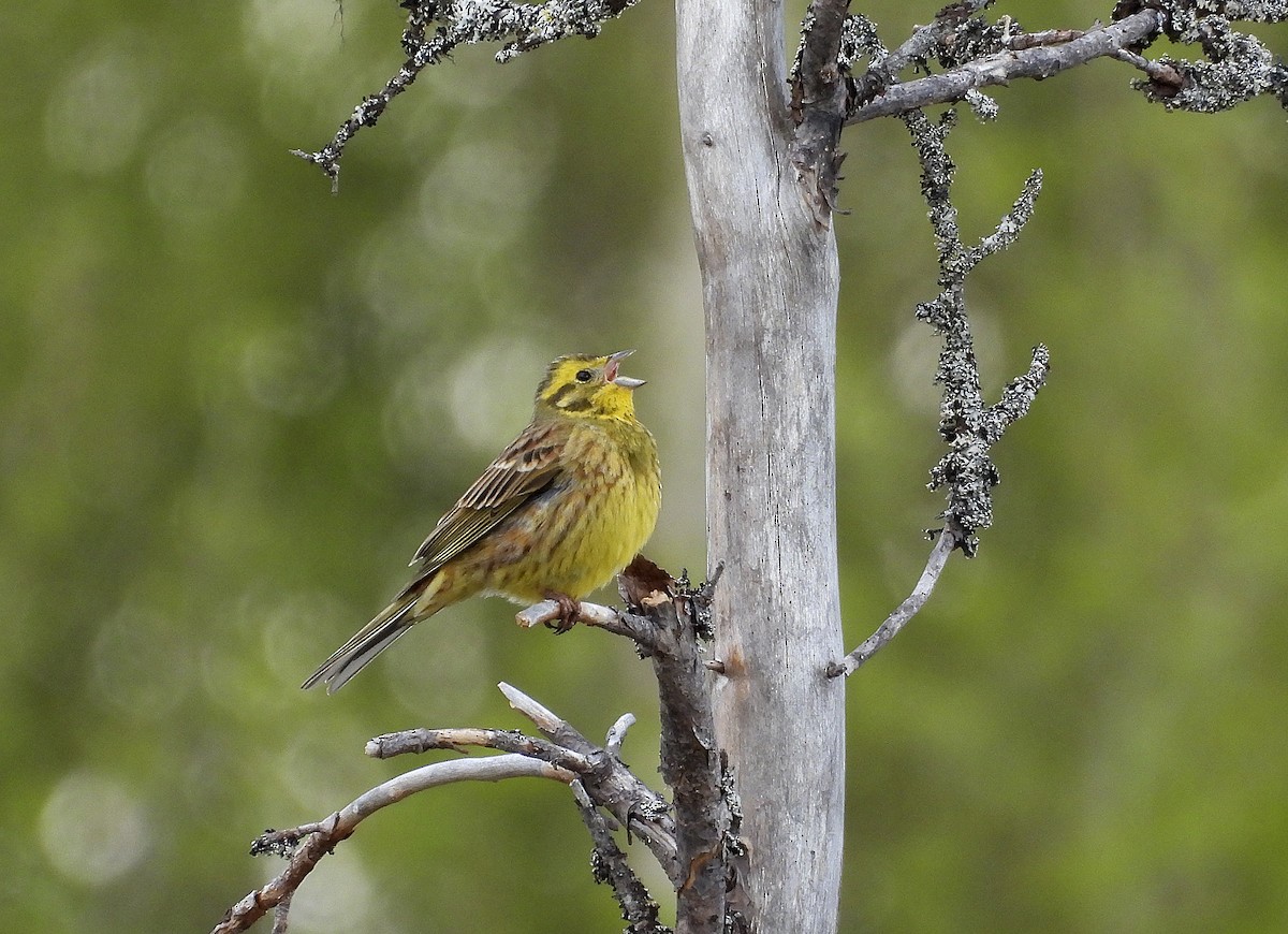 Yellowhammer - ML584912531