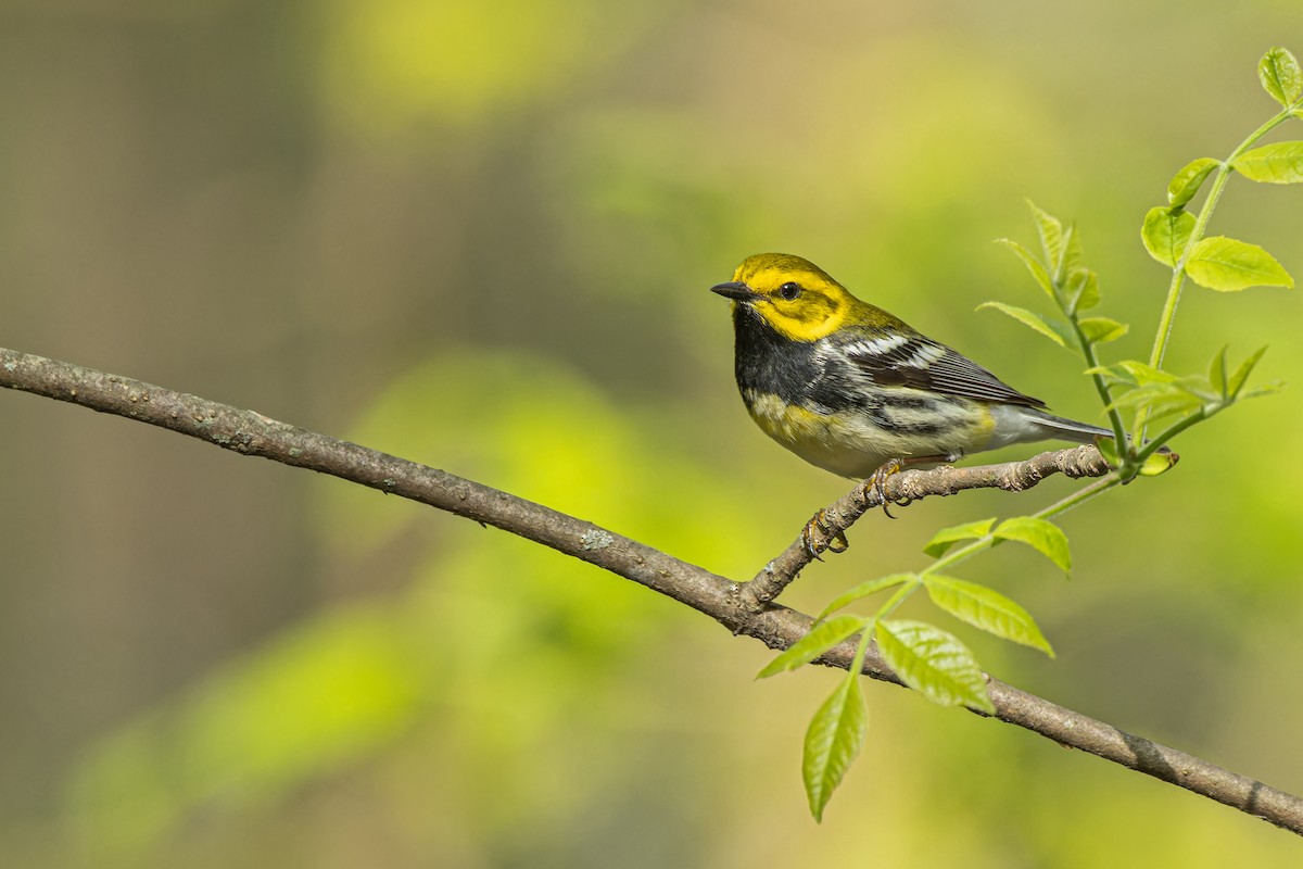 Black-throated Green Warbler - Larry Hubble