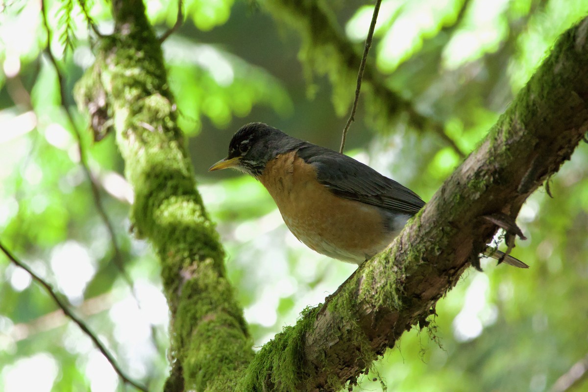 American Robin - ML584915821