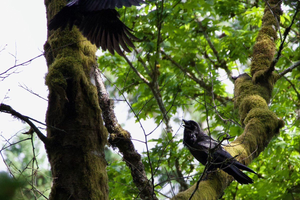 Common Raven - ML584915911