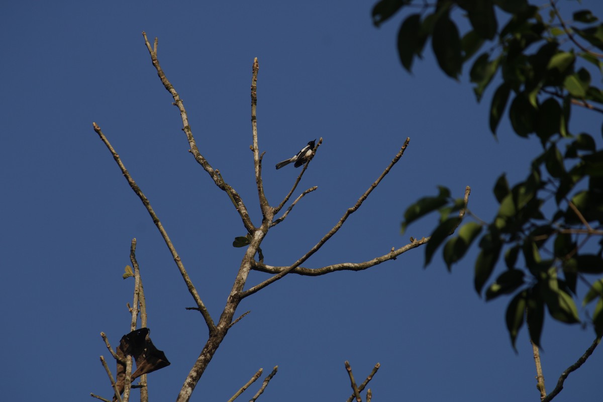 Oriental Magpie-Robin - ML584916031