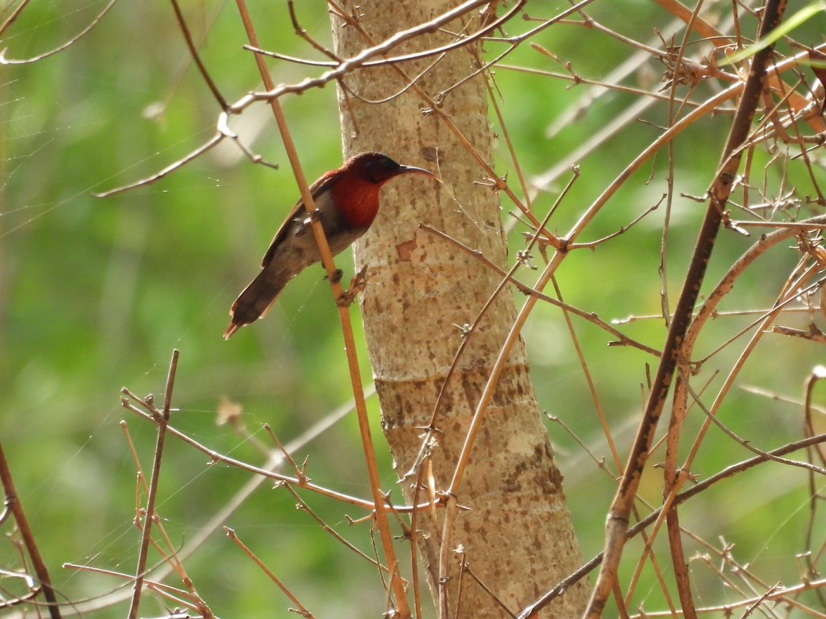 Vigors's Sunbird - ML584916151