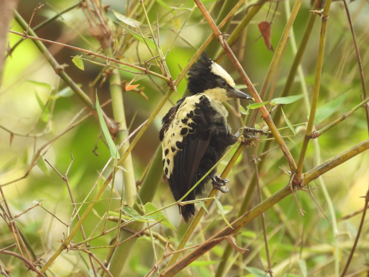 Heart-spotted Woodpecker - Jim Panwar