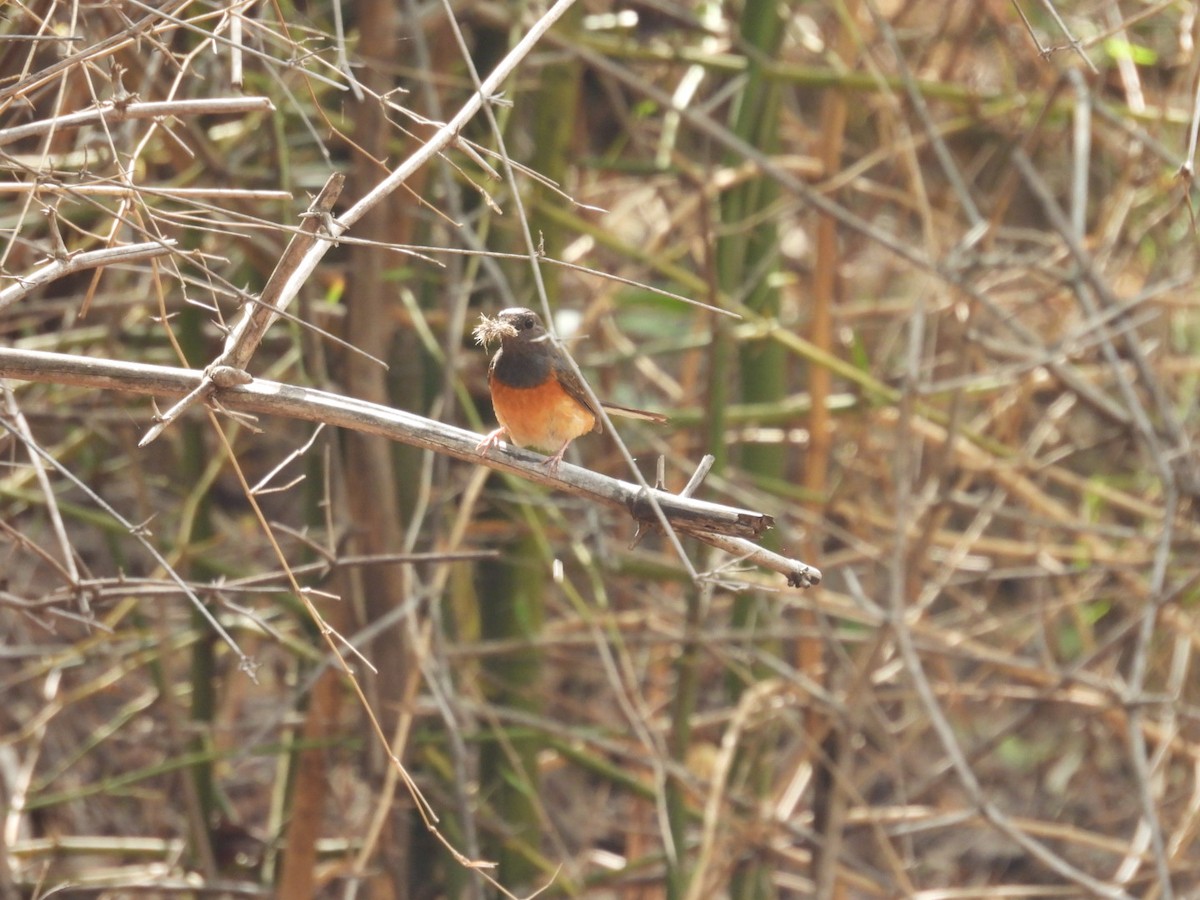 White-rumped Shama - ML584916331