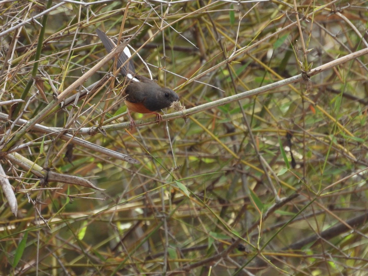 White-rumped Shama - ML584916341