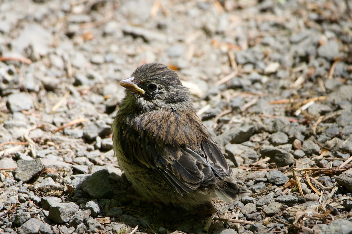 Junco Ojioscuro (grupo oreganus) - ML584916601