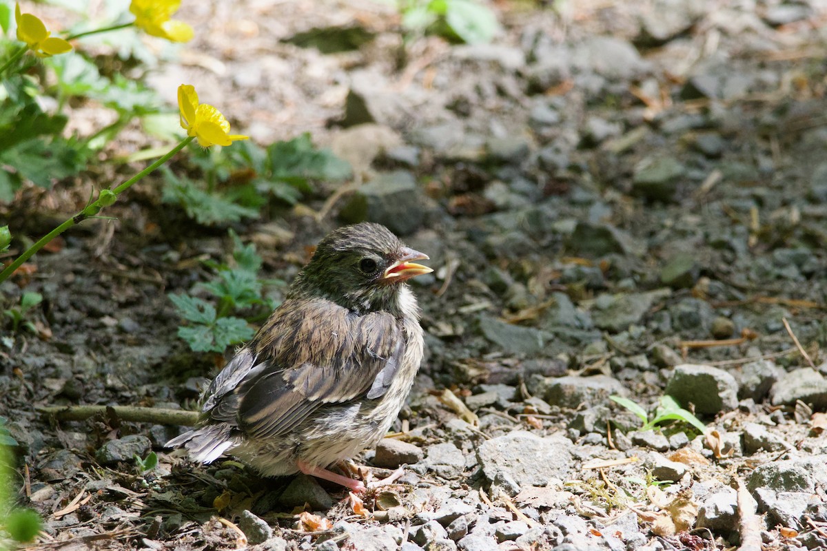 Dark-eyed Junco (Oregon) - ML584916671