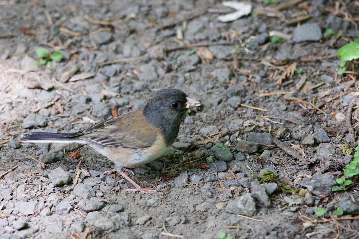 Junco Ojioscuro (grupo oreganus) - ML584916691