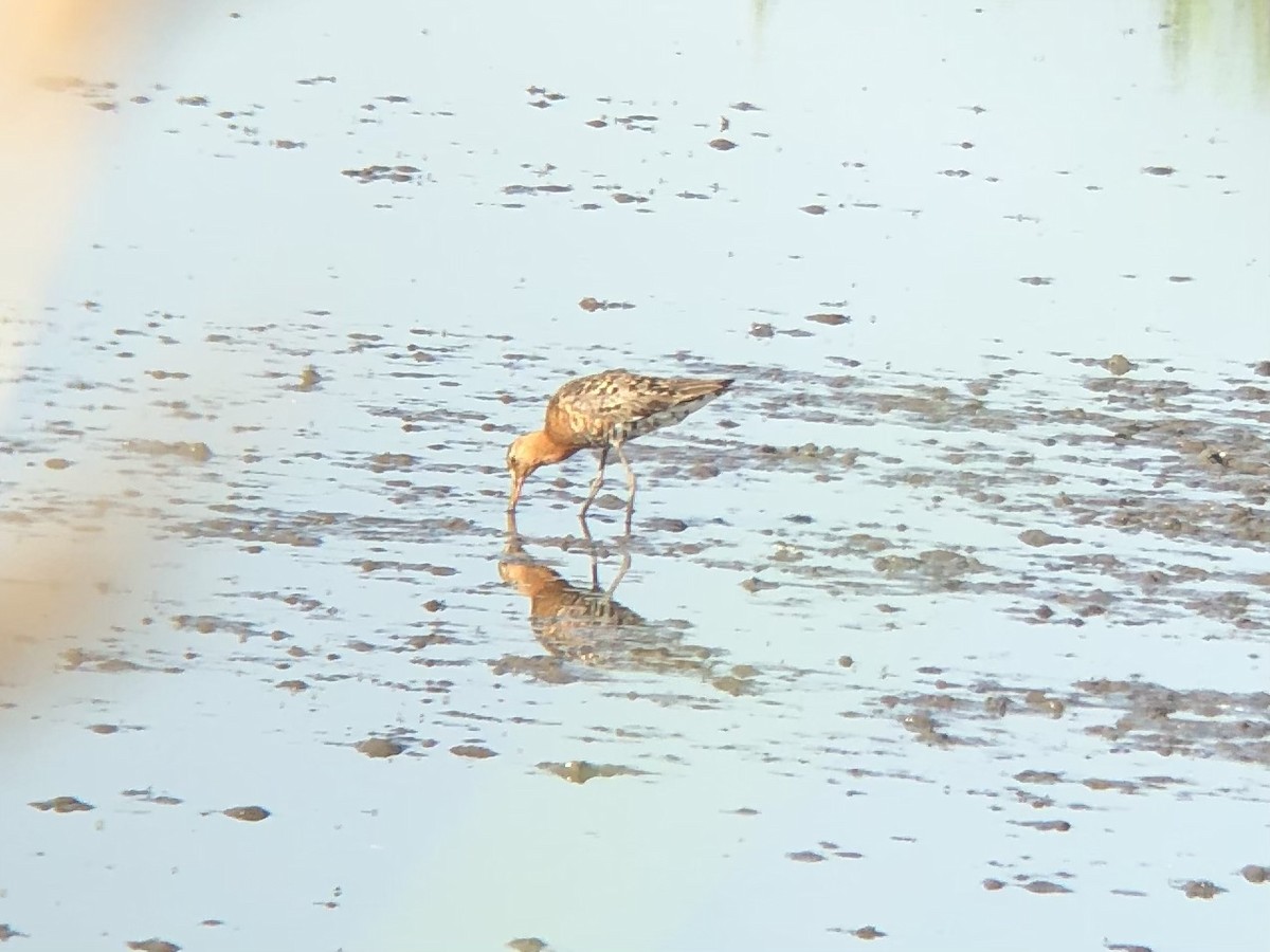 Black-tailed Godwit - ML584917911