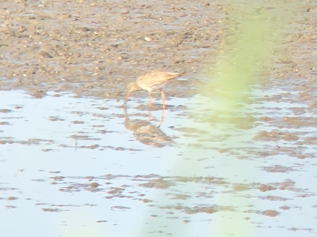 Black-tailed Godwit - ML584917931