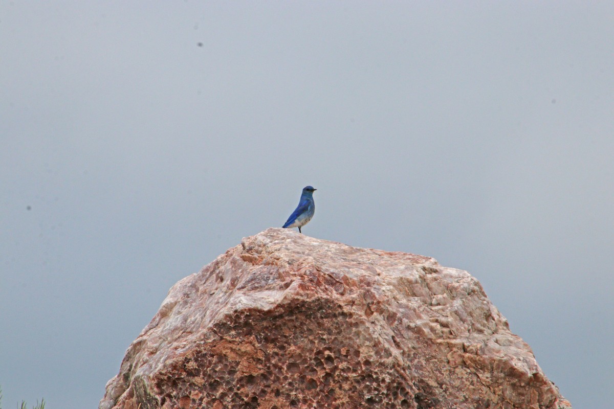Mountain Bluebird - ML584918921