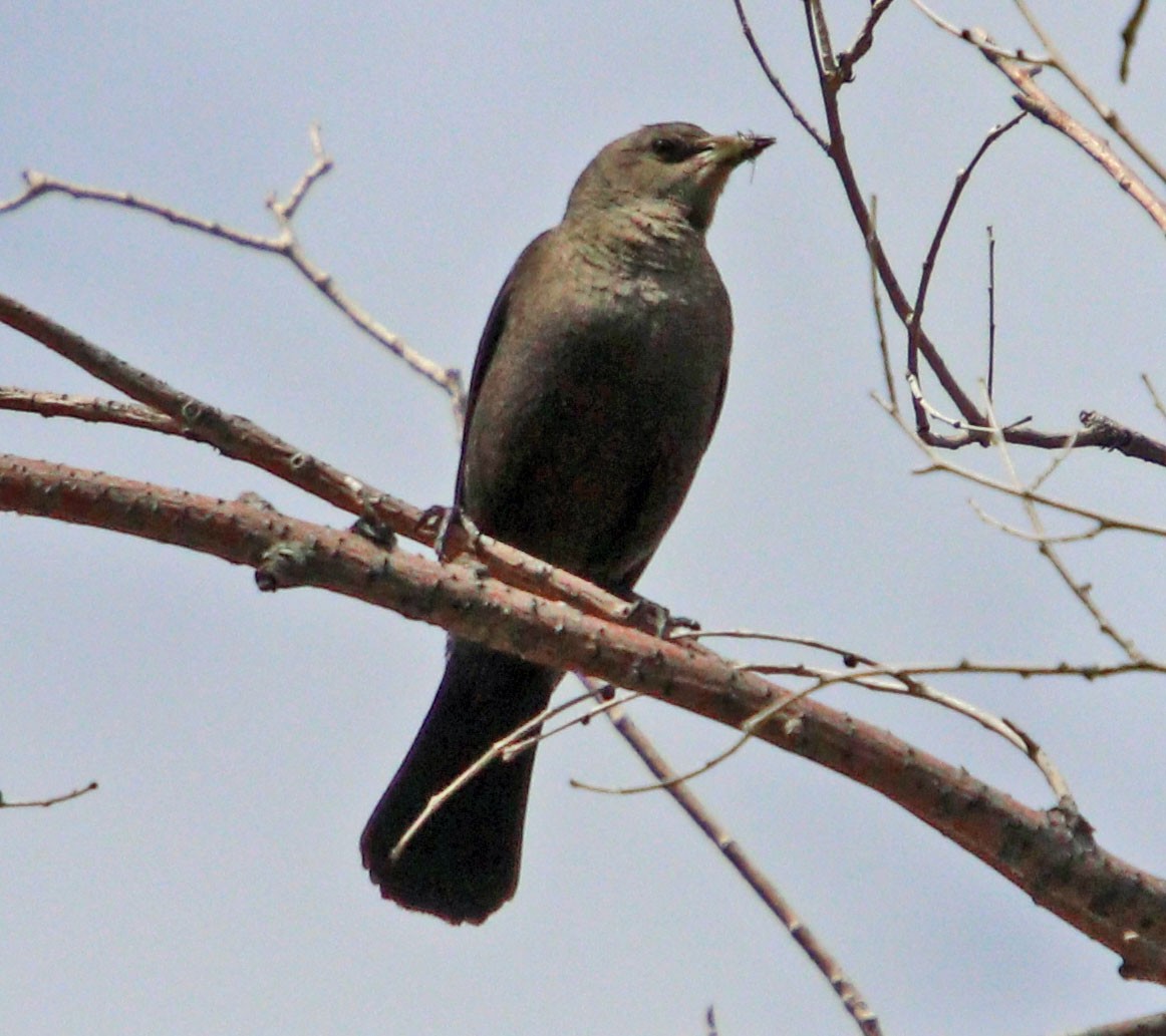 Brewer's Blackbird - ML584918991