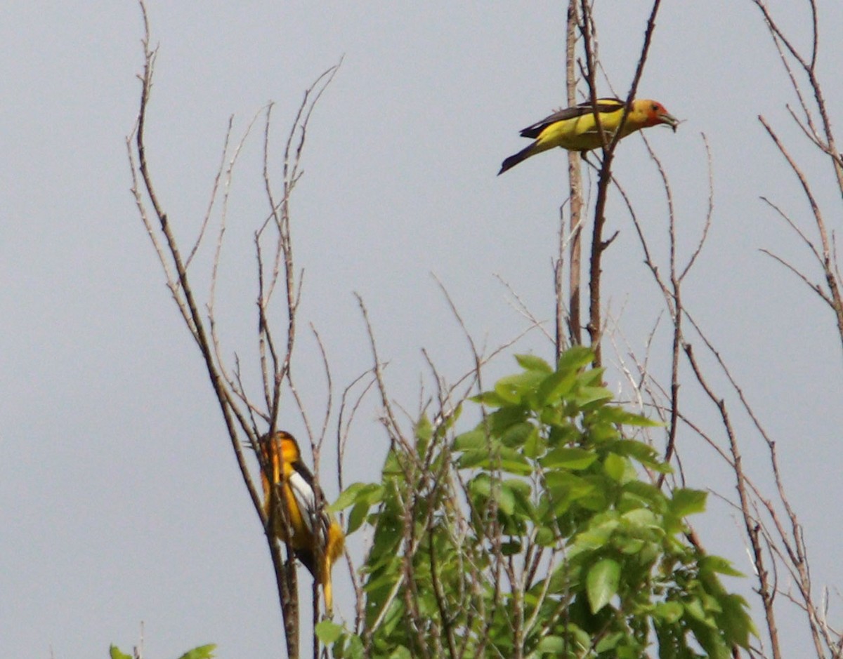 Western Tanager - ML584919081