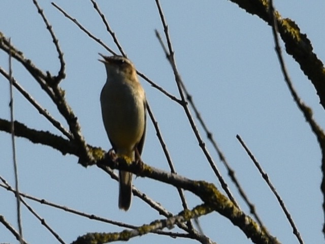 Sedge Warbler - ML584919621