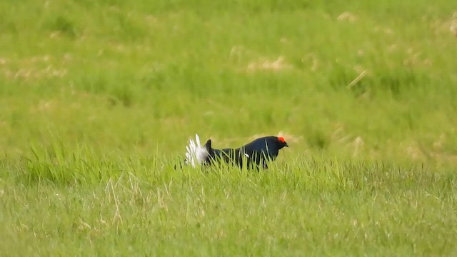 Black Grouse - ML584919951