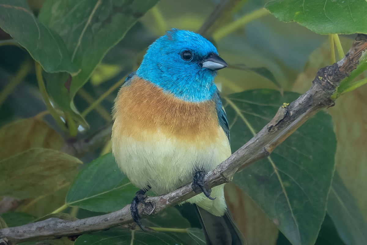 Lazuli Bunting - Jason Stovin