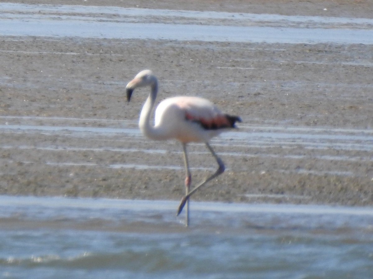 Chilean Flamingo - ML584920441