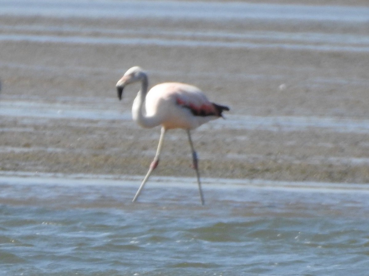 Chilean Flamingo - ML584920451
