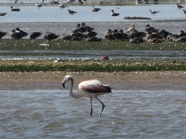 Chilean Flamingo - ML584920491