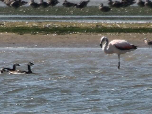 Chilean Flamingo - ML584920501