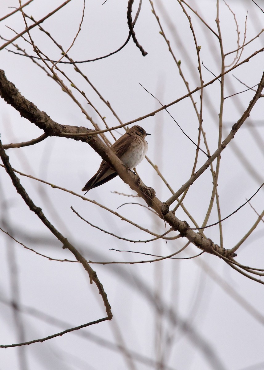 Northern Rough-winged Swallow - ML584920841