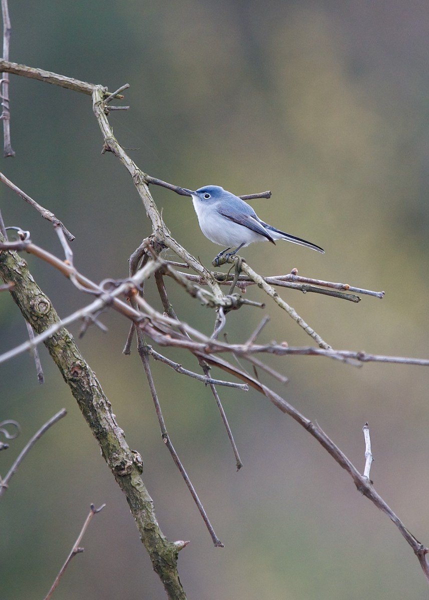 Blue-gray Gnatcatcher - ML584920861