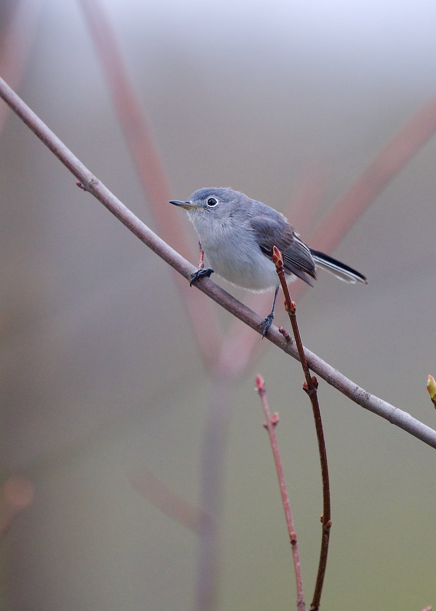 Blue-gray Gnatcatcher - ML584920871