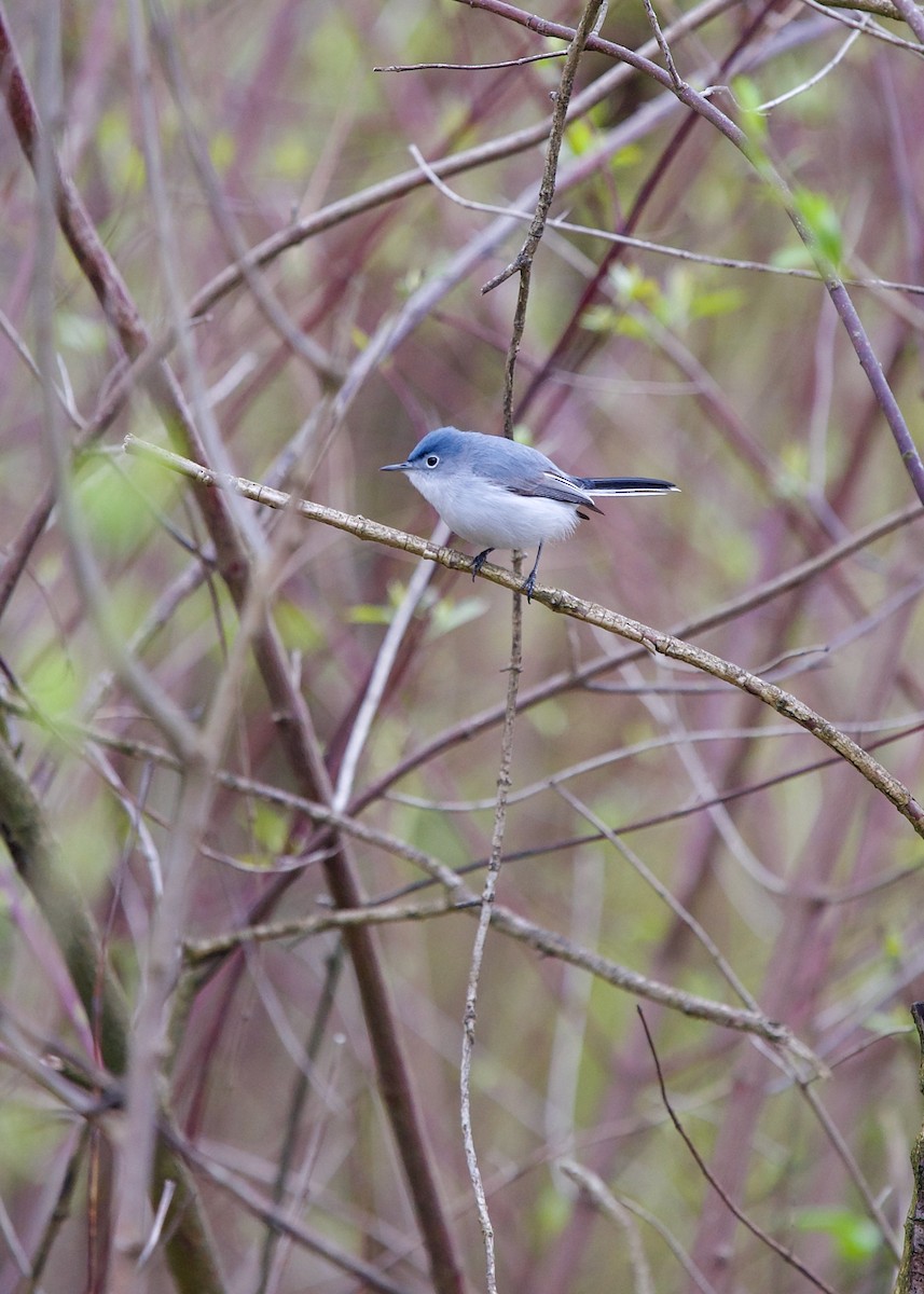 Blue-gray Gnatcatcher - ML584920881