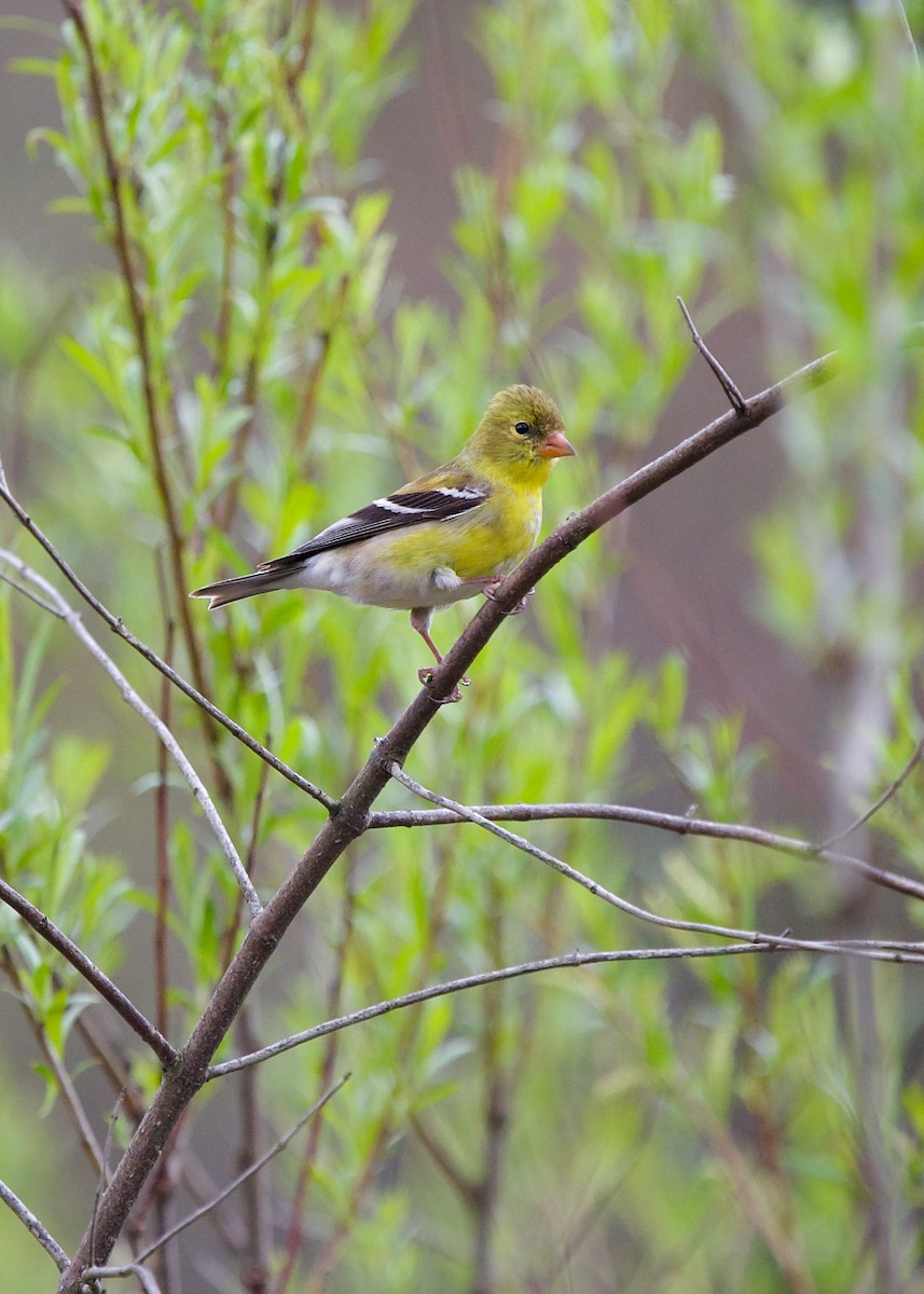 American Goldfinch - ML584920891